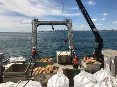 Building new shellfish reefs in Australia.