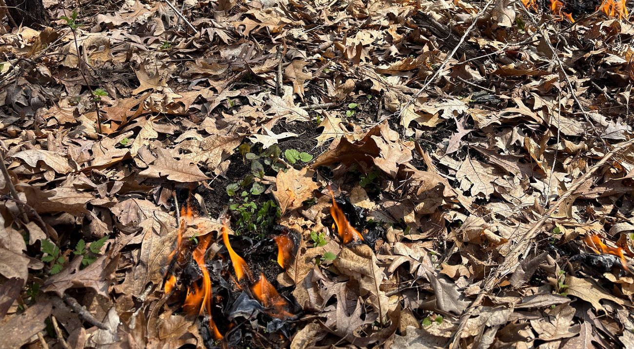 Small prescribed fire burns invasive garlic mustard at Prairie Border nature preserve.