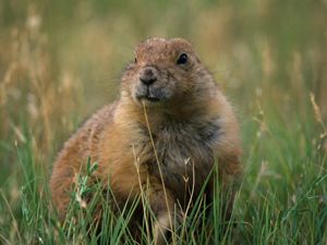 Prairie dogs are active all winter but their activity intensifies in March.