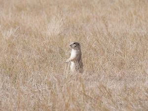 A prairie dog standing in the grass.