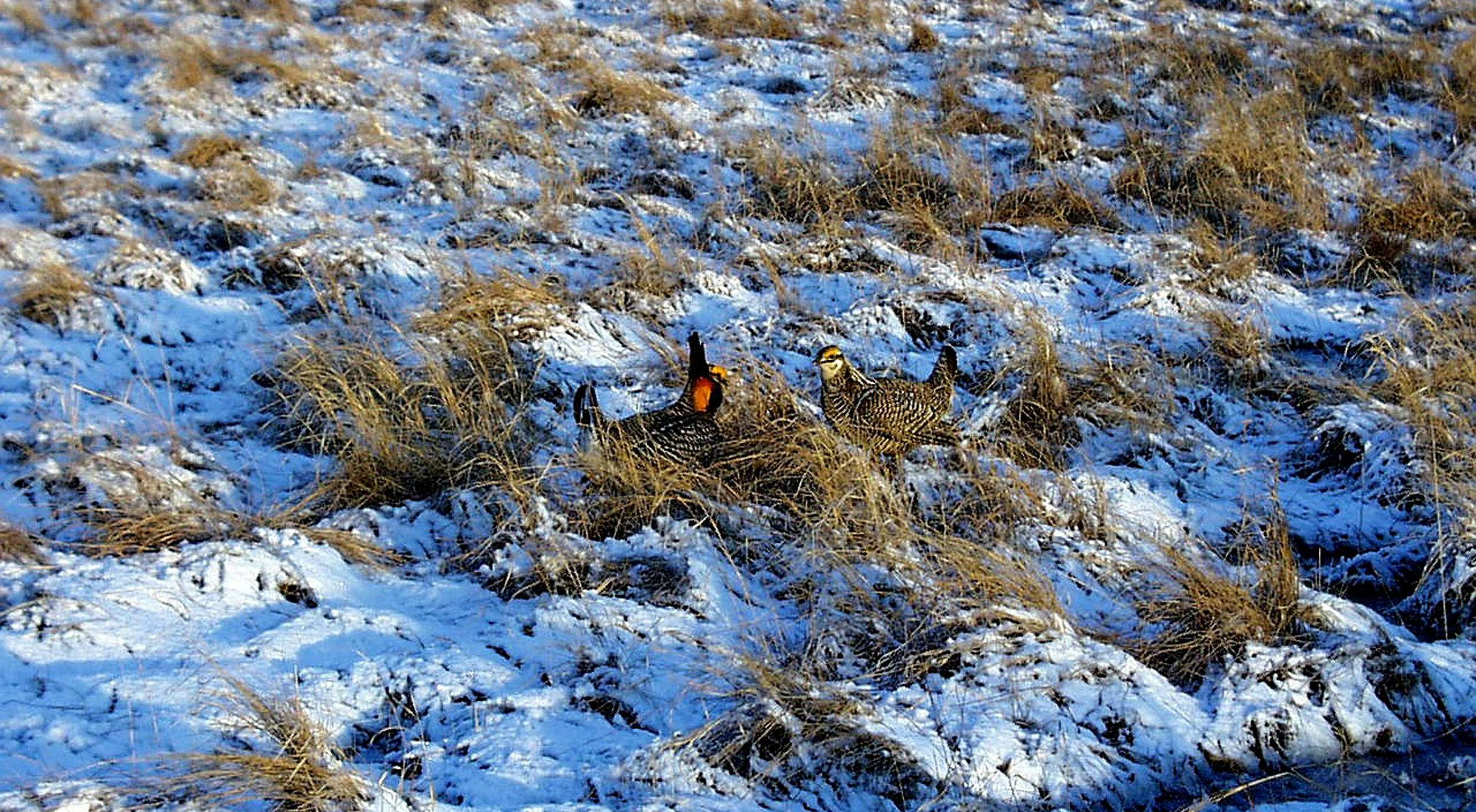 Prairie chickens in the snow.