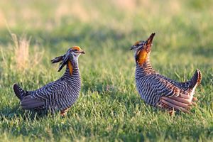 Two prairie chickens stand facing each other in a grassy field.
