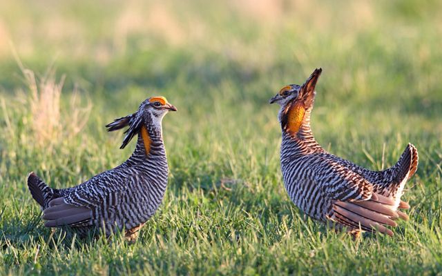 Two greater prairie chickens face each other on grasslands at Dunn Ranch Prairie.