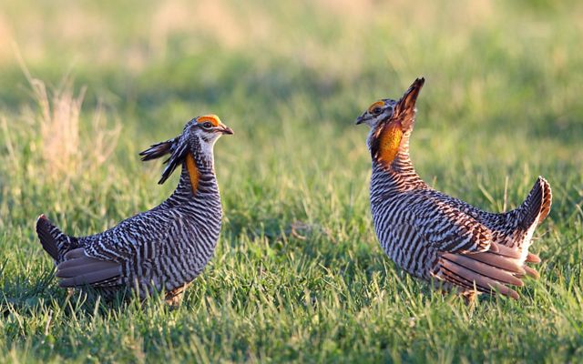 Two prairie chickens stand facing each other in a grassy field.