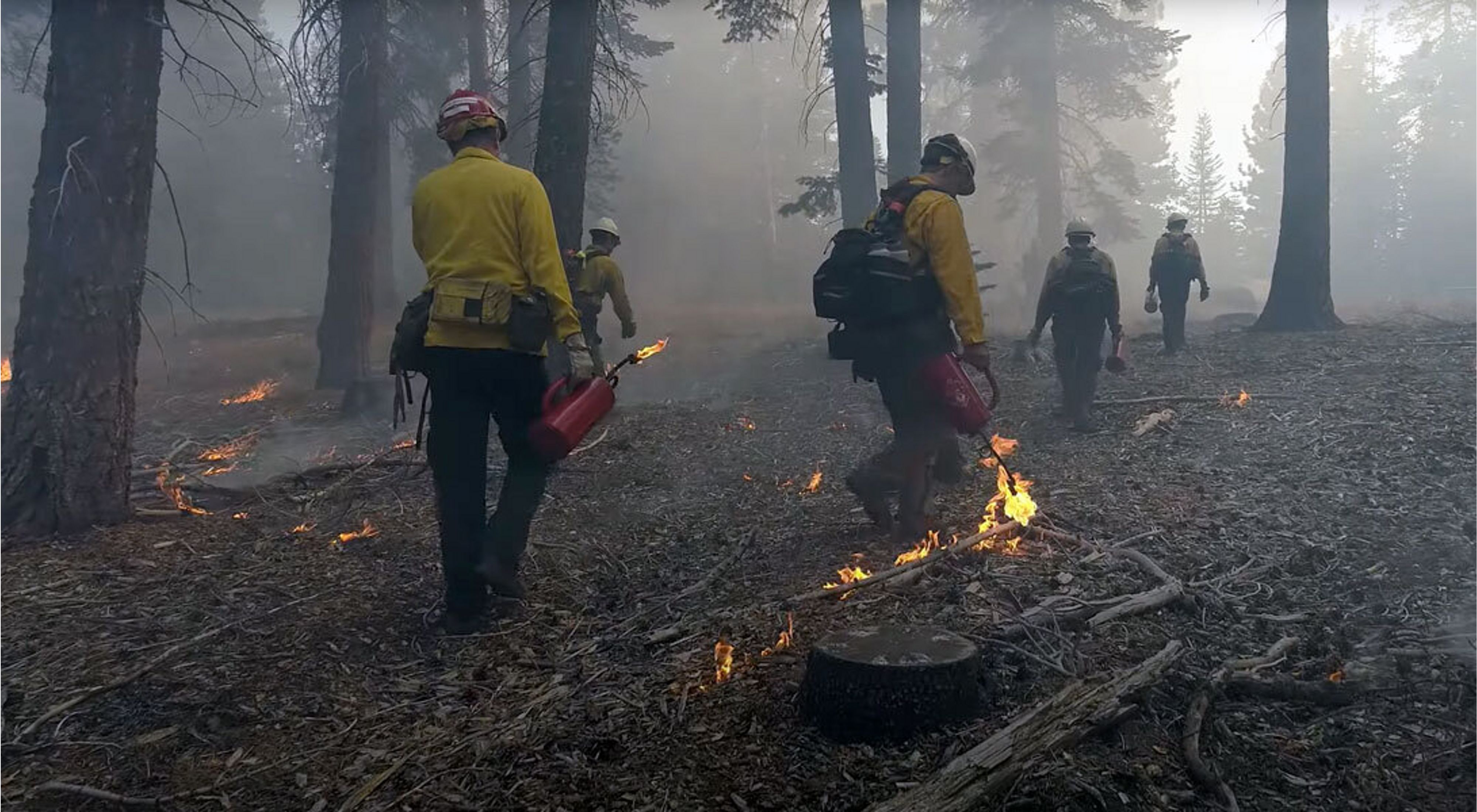Trained prescribed burn practitioners lighting small fires on a forest floor.