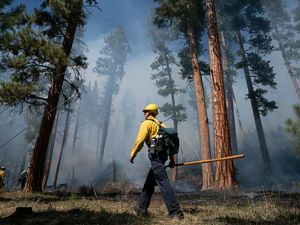 A firefighter with yellow shirt, helmet and ax walks through a forest. 