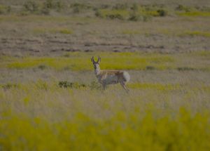 Pronghorn at Matador Ranch