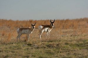 Pronghorn pair in the distance