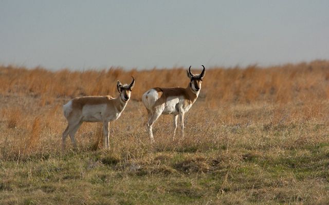 Two pronghorn antelope standing in the Niobrara Valley Preserve they help maintain by grazing activity that ensures balance in the prairie ecosystem as the climate changes.