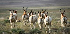 A group of pronghorn running off into grasslands.