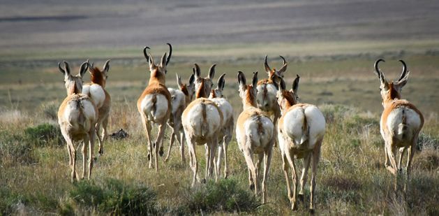 Pronghorn antelope walk away, displaying their fluffy white rumps. 