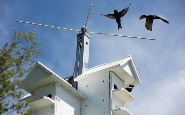 Two adult purple martins are flying above their house.