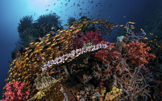 a school of fish circles a vibrant clump of various corals