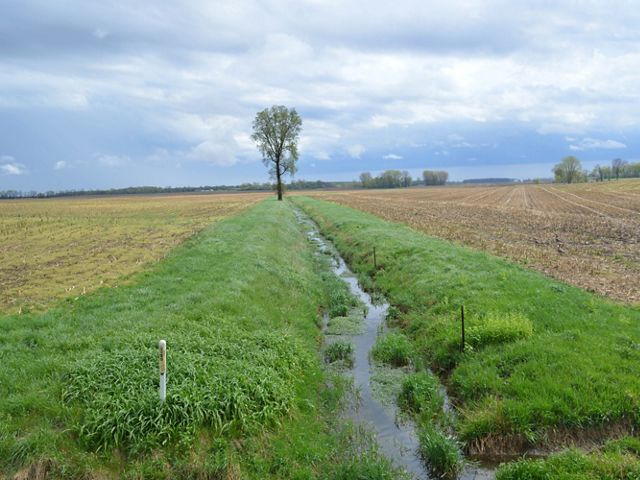 Grassed buffer strips on either side of drainage ditch in agricultural field.