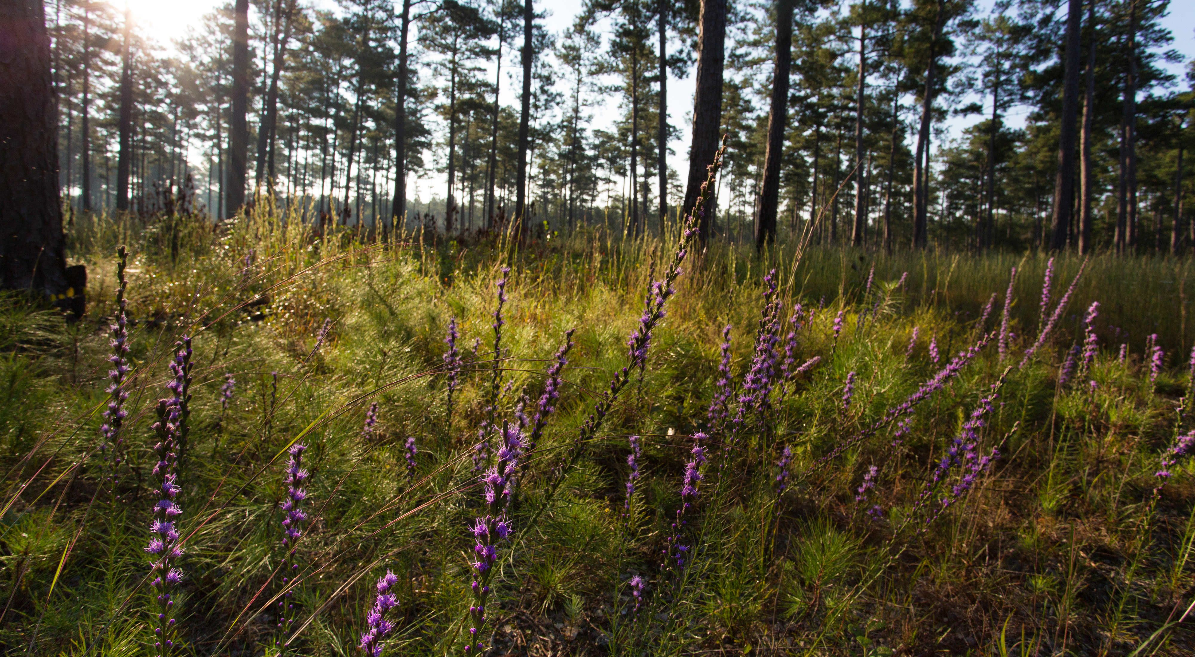 Late afternoon sunlight filters through tall pine trees illuminating a patch of tall grasses and flowering purple plants.