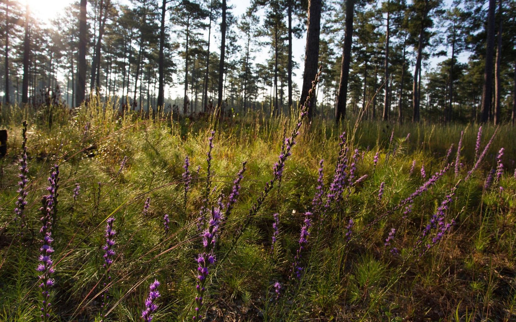 The purple blossoms of tall, thin wildflowers stand out above short pine seedlings. Mature pine trees stand out against a blue sky in the background.