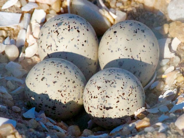 Up close view of piping plover eggs.