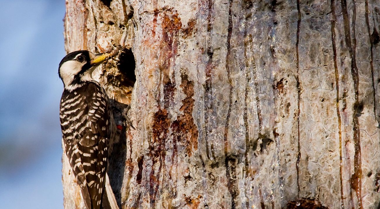 A small brown and white bird perches on the side of a tree holding an insect in its beak.