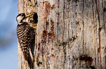A small bird with brown and white feathers and a black cap perches on the bark of a tree outside of a small round nest hole.