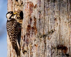 A small brown and white bird perches on the side of a tree holding an insect in its beak.
