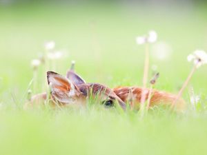 A white-tailed deer fawn laying partially hidden in the grass. 