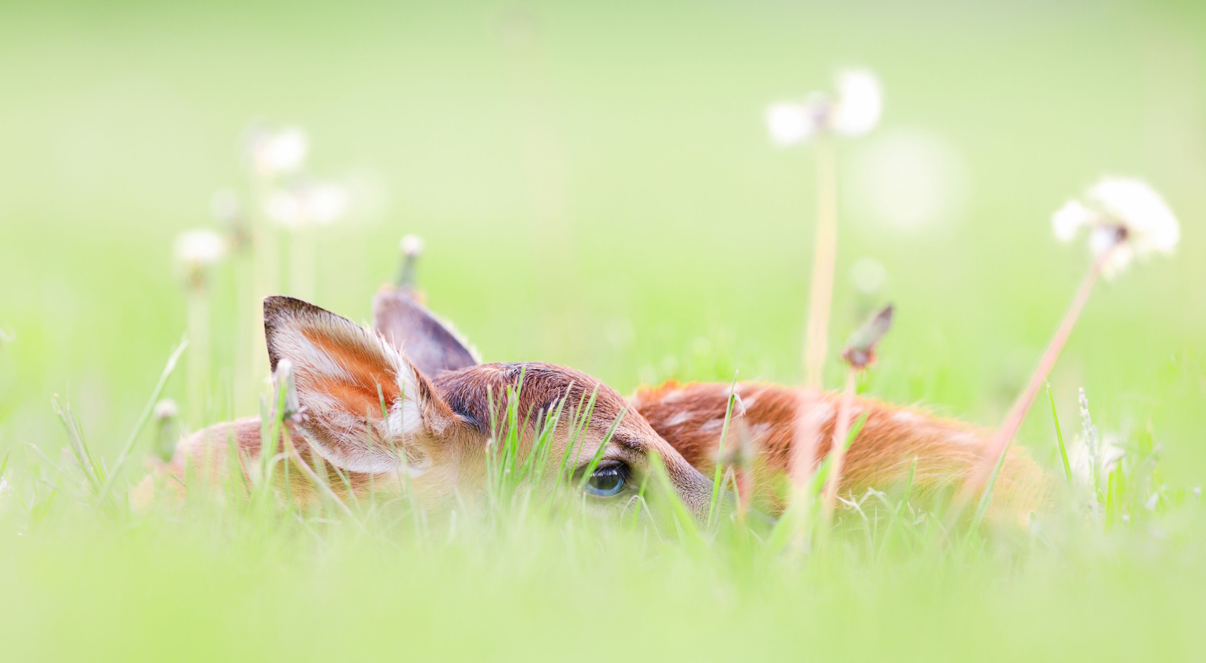 A white-tailed deer fawn partially hidden among grasses and dandelions. 