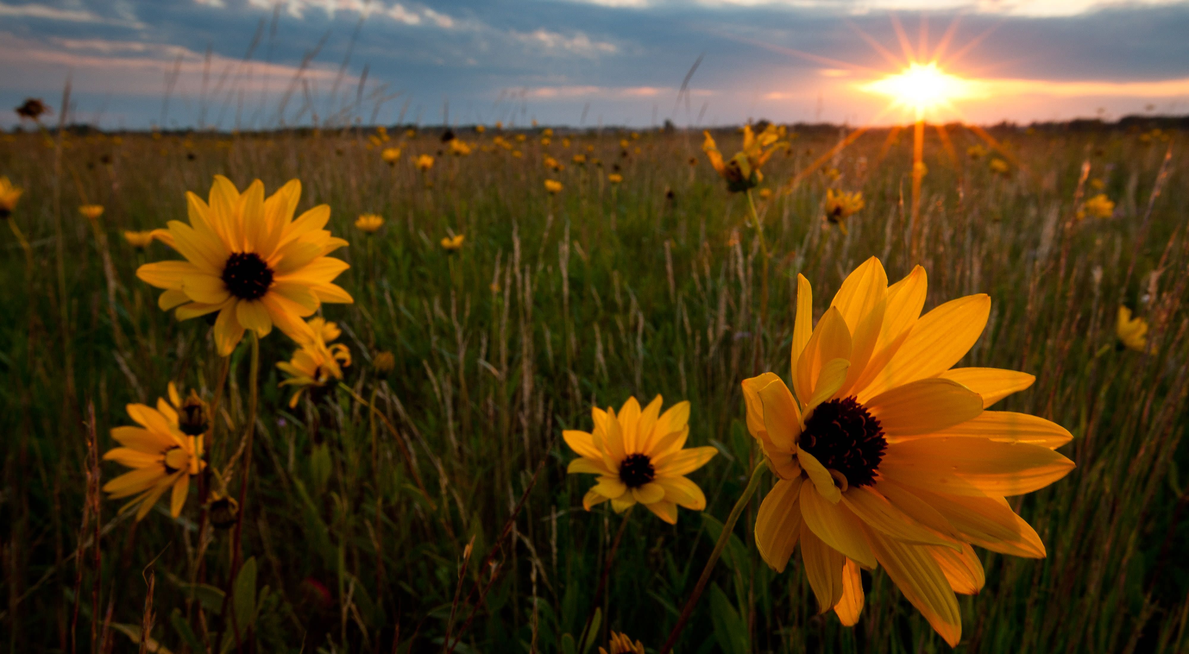 Closeup of large flowers with dark centers and long yellow petals in a field of tall grasses as the sun sets in the distance.