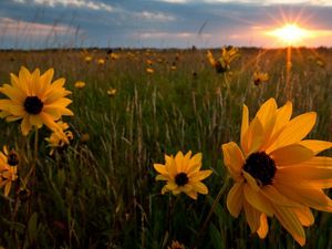 Closeup of large flowers with dark centers and long yellow petals in a field of tall grasses as the sun sets in the distance.