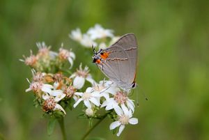 A gray butterfly with orange winged tips perches on white flowers.
