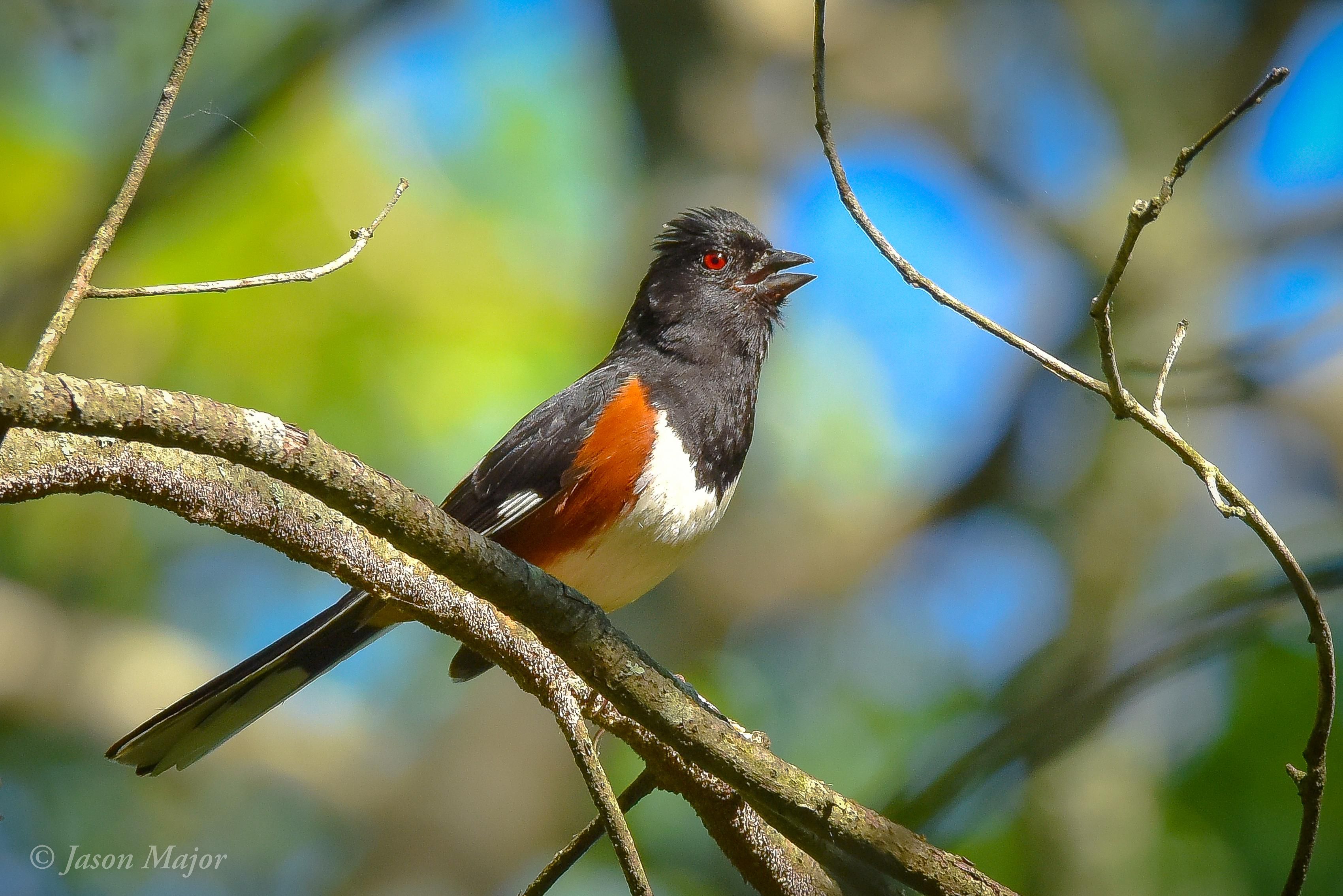 A small bird with a black head, white breast, and red shoulders perches on a tree branch.