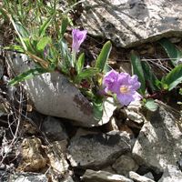 Delicate purple bloom on ground at Rabbit Hash Glade.