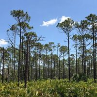 Pine flatwoods over a saw palmetto-wiregrass understory.