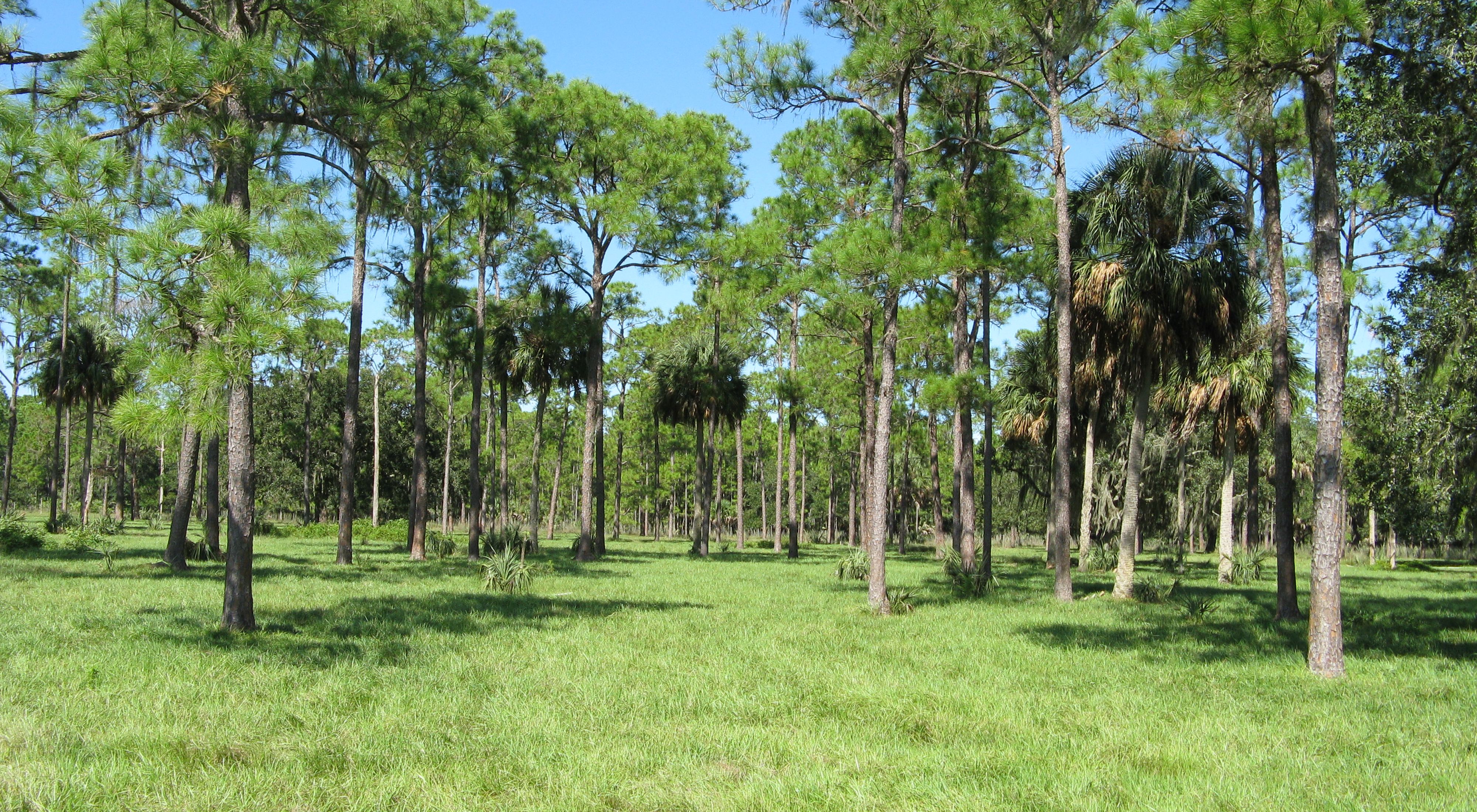 View of trees in a field at Rafter T Ranch in central Florida.