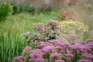 A rain garden with purple coneflowers, joe pye weed, and milkweed, surrounded by taller grasses. 