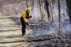 A person raking leaves during a prescribed burn in a wooded area.