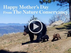 A mother bear and cubs on the Frank and Joan Randall Preserve at the Tehachapi Mountains.
