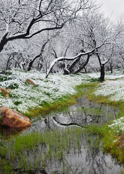 Landscape of Sabino Creek with green grass in the foreground and snow covered trees in the background.