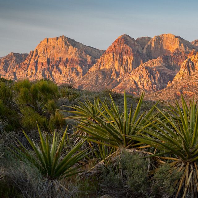 A view of mountains at Red Rock Canyon with yucca in the foreground.