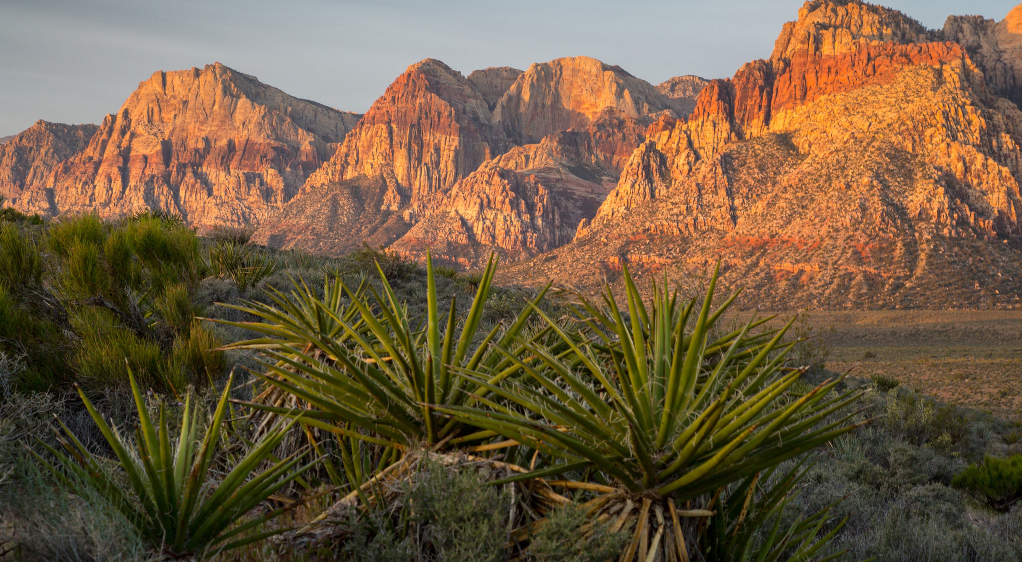 A photo of mountains in the sunrise with yucca in the foreground.