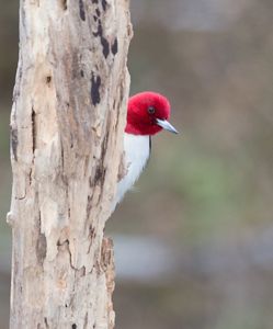 A white bird with striking red head peeks from behind a tree. 