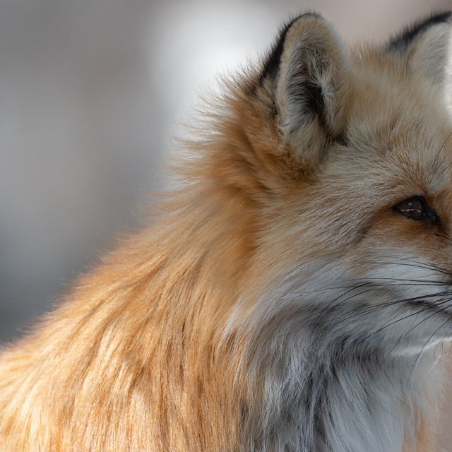 Closeup of a fox with a scar on its nose looking out to the right. 
