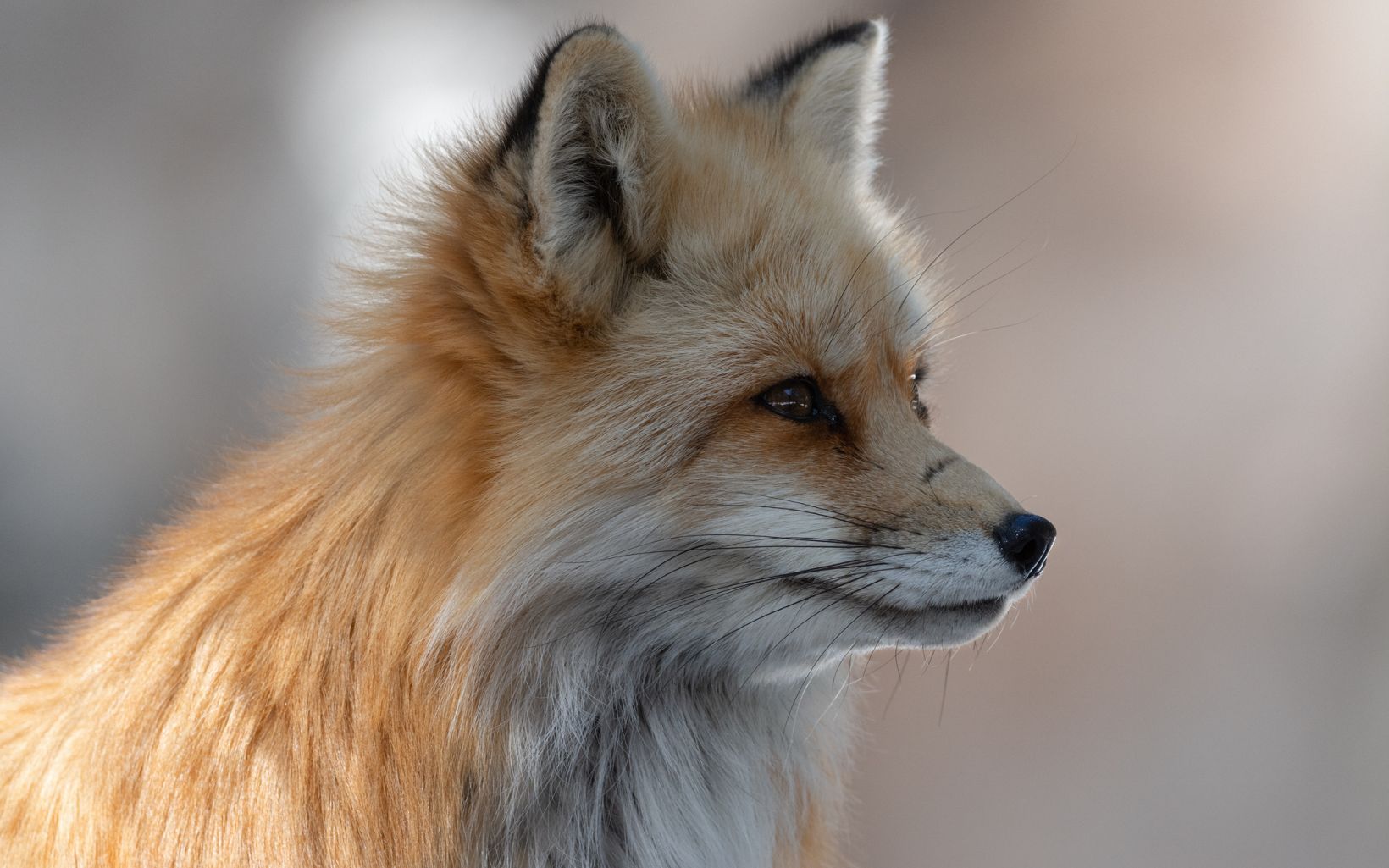 A red fox with a scar across his nose looks off into the distance. 