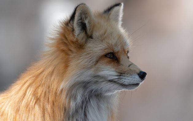 The profile of a red fox with a scar on its nose looking off at something in the distance.