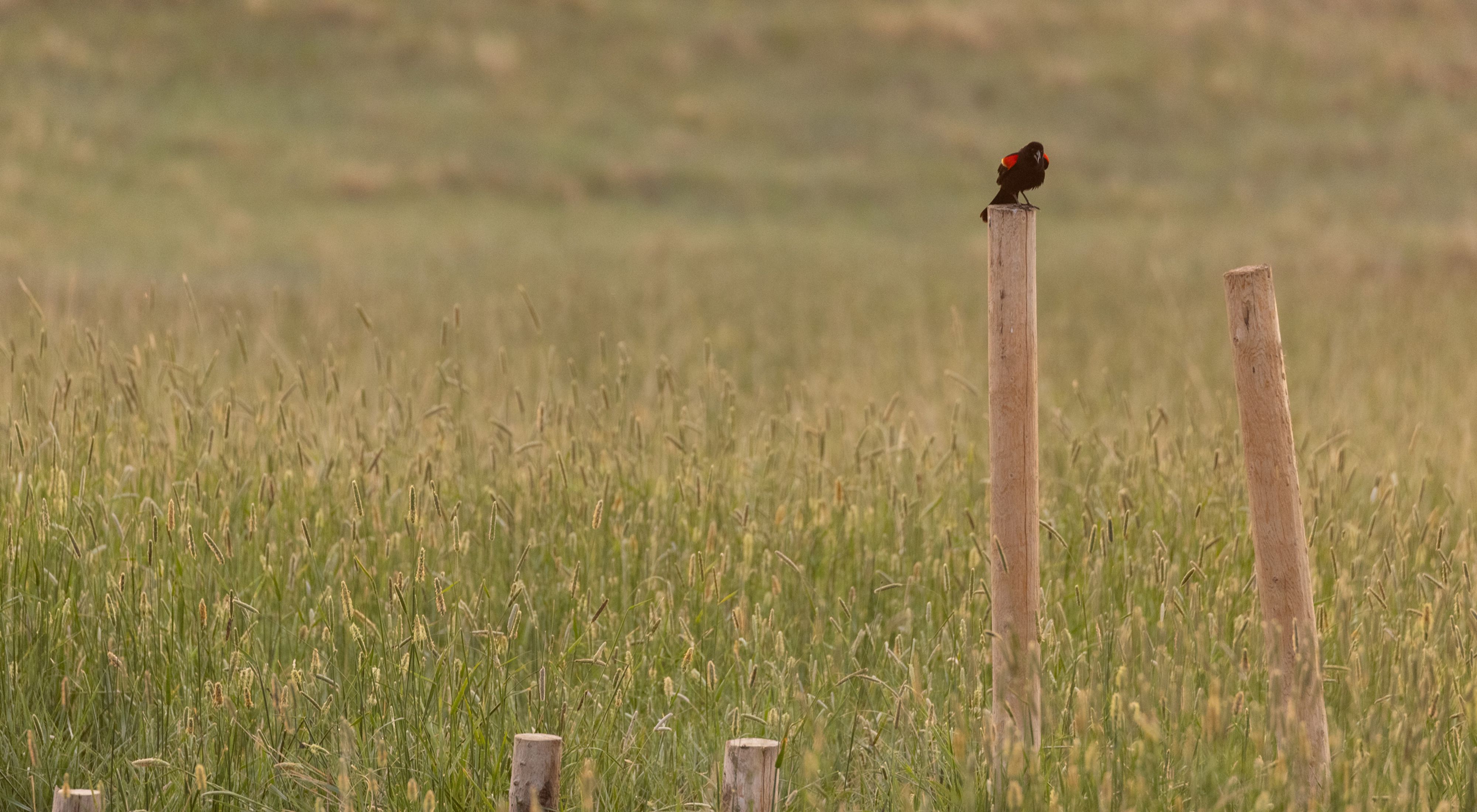 a red winged blackbird rests on a low-tech riparian structure.