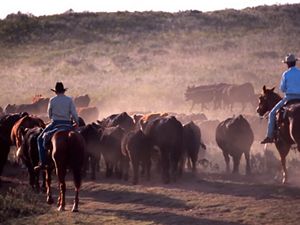 Two men wearing cowboy hats on horseback herding cattle with dust flying.