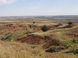 The oxidized iron in the soil gives the Red Hills their name. Also known as the Gypsum or Gyp Hills, the mixed-grass native prairie of the region extends into Oklahoma.