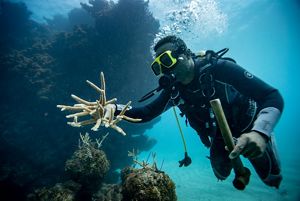 a diver places healthy coral fragments on the reef