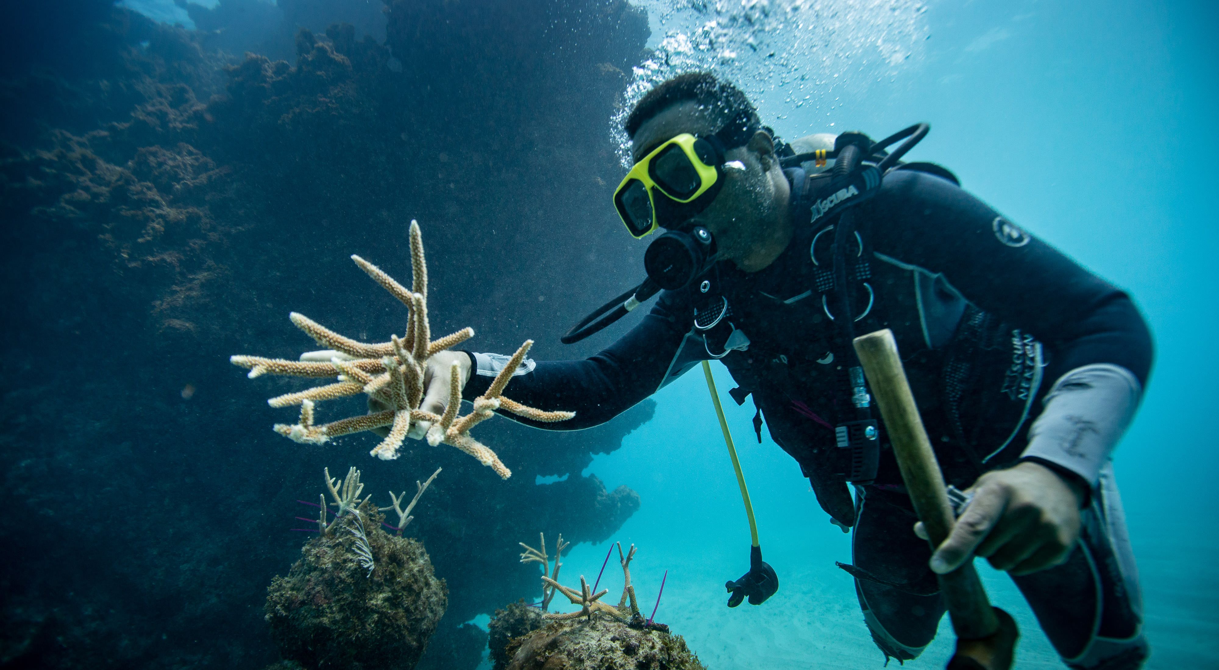 A diver repairs a coral reef in the Dominican Republic.