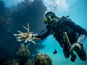 A diver swims to a coral reef, coral pieces and a hammer in hand