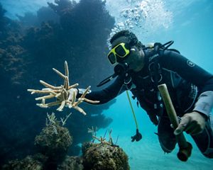 A diver swims to a coral reef, coral pieces and a hammer in hand